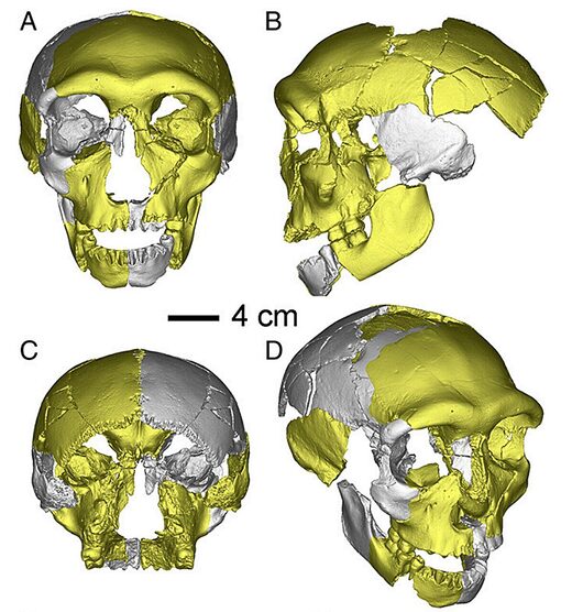 Click to enlarge china human