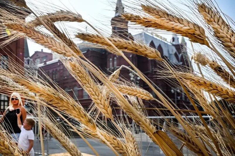 wheat grain Russia