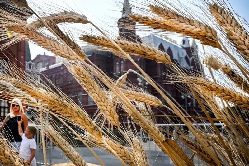 Click to enlarge wheat grain Russia