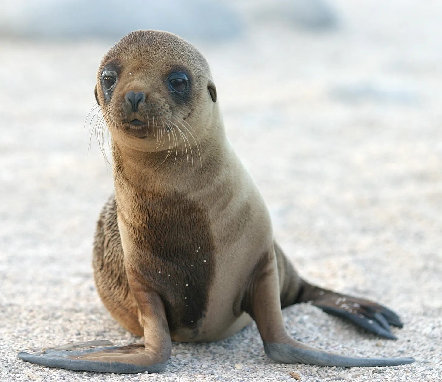 Click to enlarge Barf the Sealion