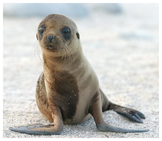 Barf the Sealion