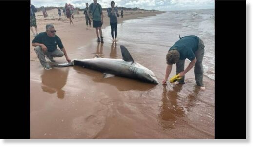 Click to enlarge The 9-foot shark found Monday was taken