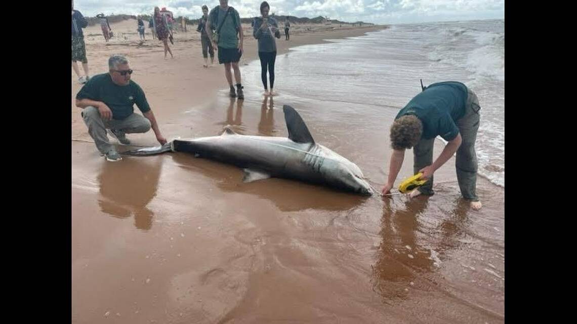 The 9-foot shark found Monday was taken