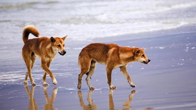 Click to enlarge The incident is just the latest in a string of dingo attacks on the island.