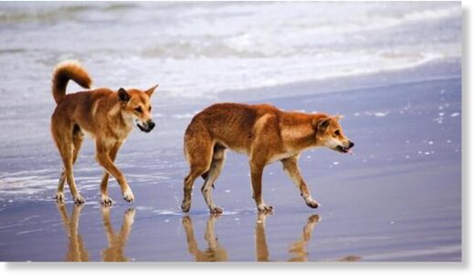 The incident is just the latest in a string of dingo attacks on the island.