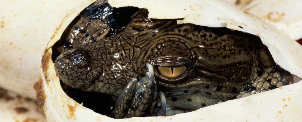 crocodile egg