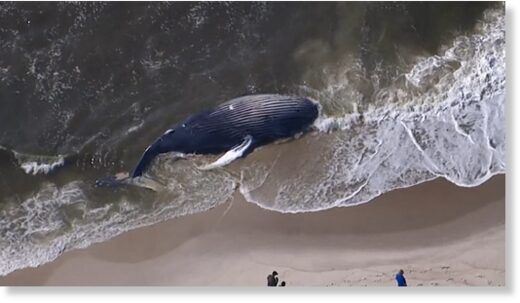 Click to enlarge Chopper 12 was over the scene at Smith Point County Park’s outer beach where a dead humpback whale washed ashore early Friday.