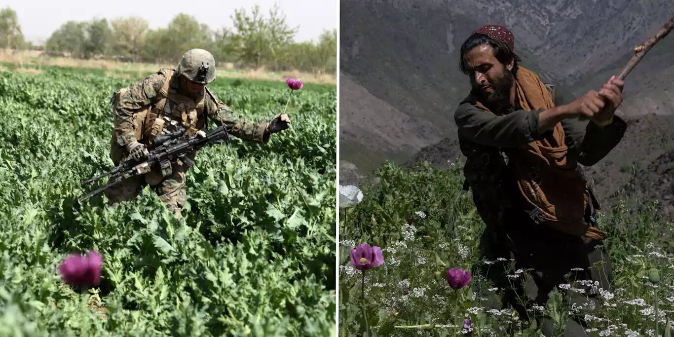 Afghanistan poppy