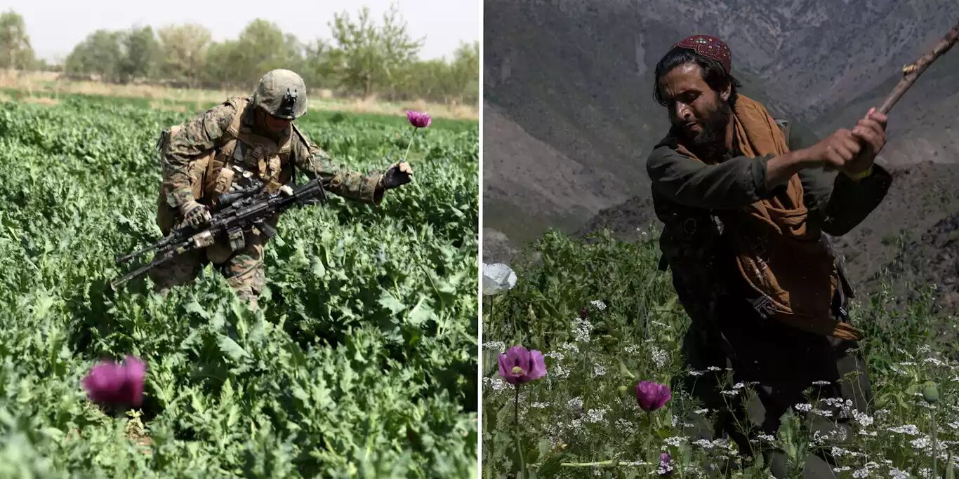 Click to enlarge Afghanistan poppy
