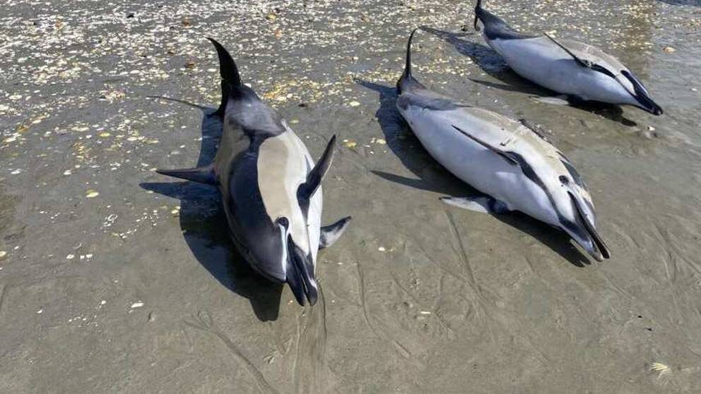Click to enlarge Six dolphins were found deceased on Ruakākā Beach near the refinery on Sunday morning.