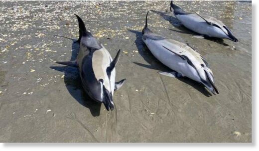 Six dolphins were found deceased on Ruakākā Beach near the refinery on Sunday morning.