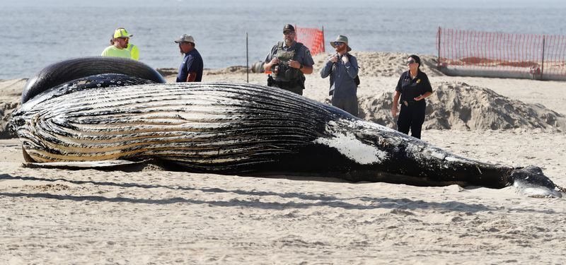 Work crews prepare to remove a whale