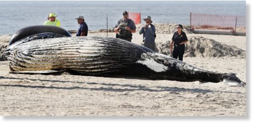 Work crews prepare to remove a whale