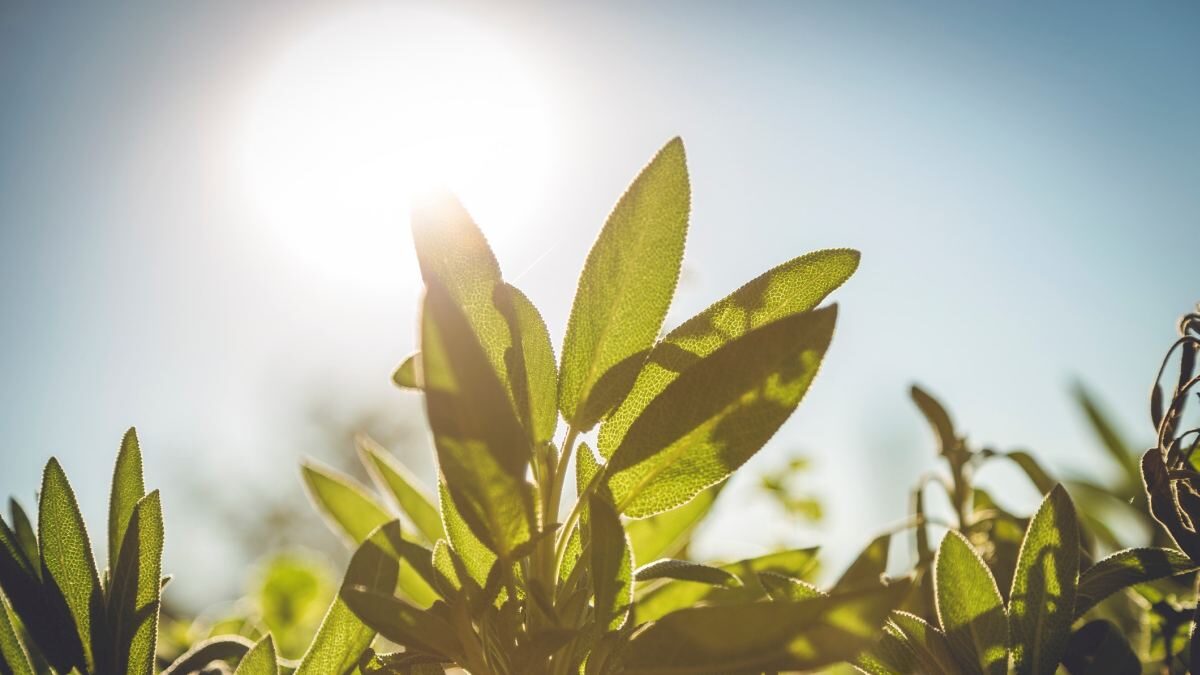 photosynthesis leaf plant sage