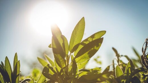 photosynthesis leaf plant sage