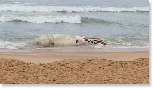 The dead juvenile whale at a beach in Umhlanga, Durban.