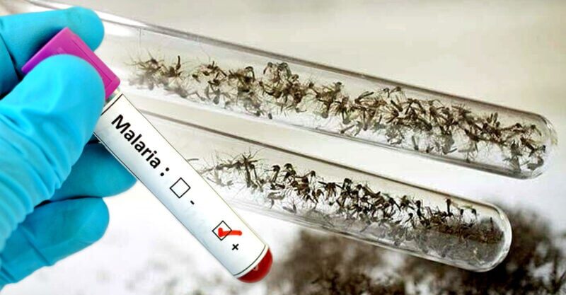 Click to enlarge EPA GMO mosquitoes malaria