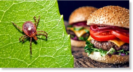 meat allergy tick