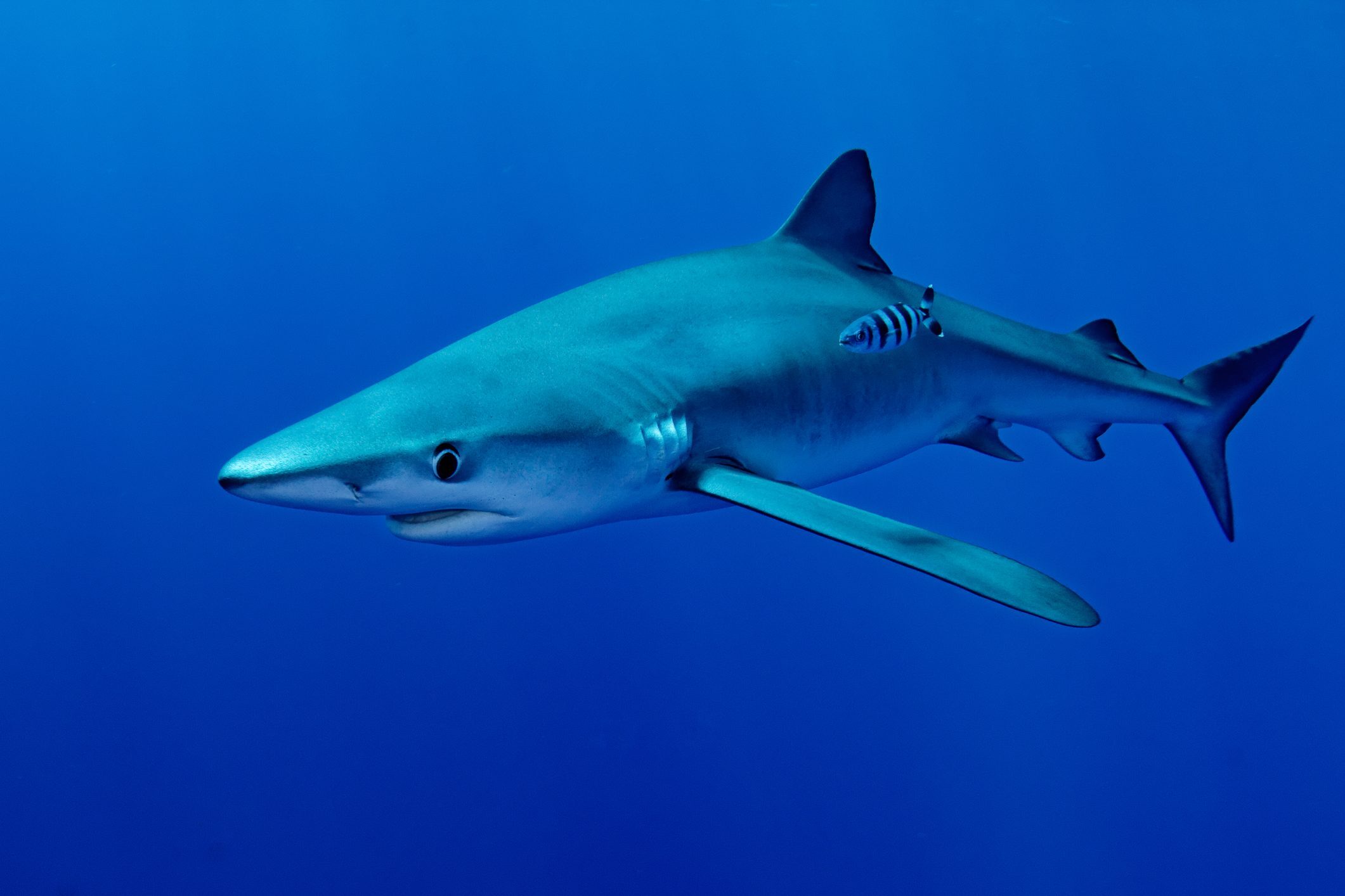 Click to enlarge Blue shark