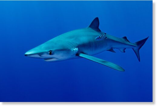 Blue shark