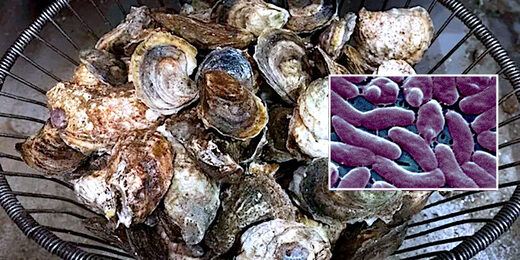 oysters/purples