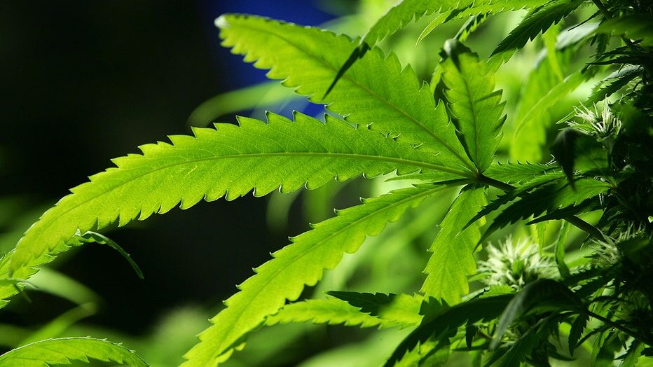 Cannabis