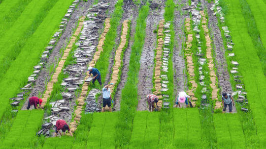 chinese farmers