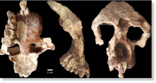 Click to enlarge skull