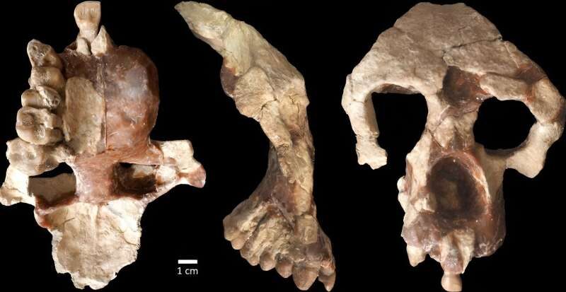 Click to enlarge skull