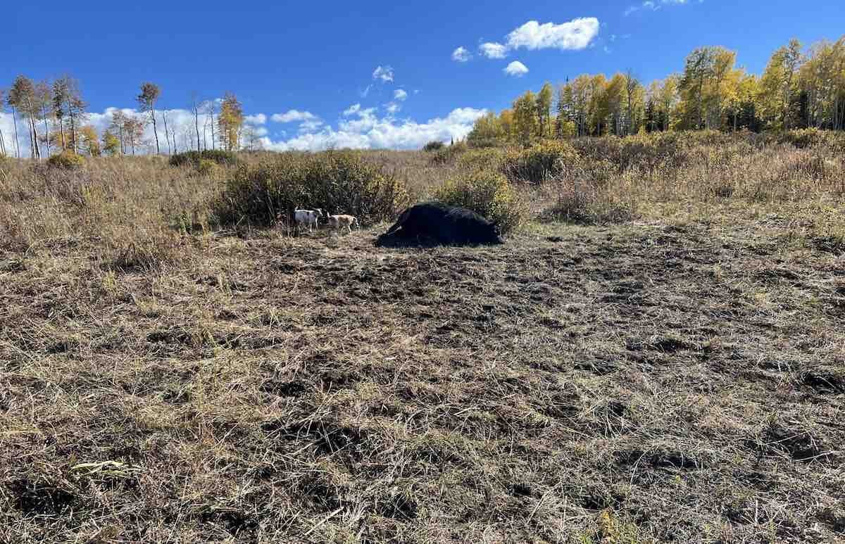 cattle deaths