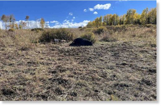 Click to enlarge cattle deaths