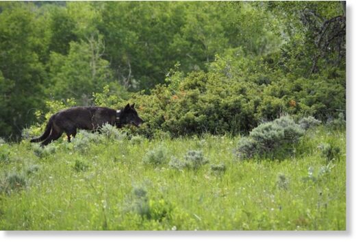 Click to enlarge wolf