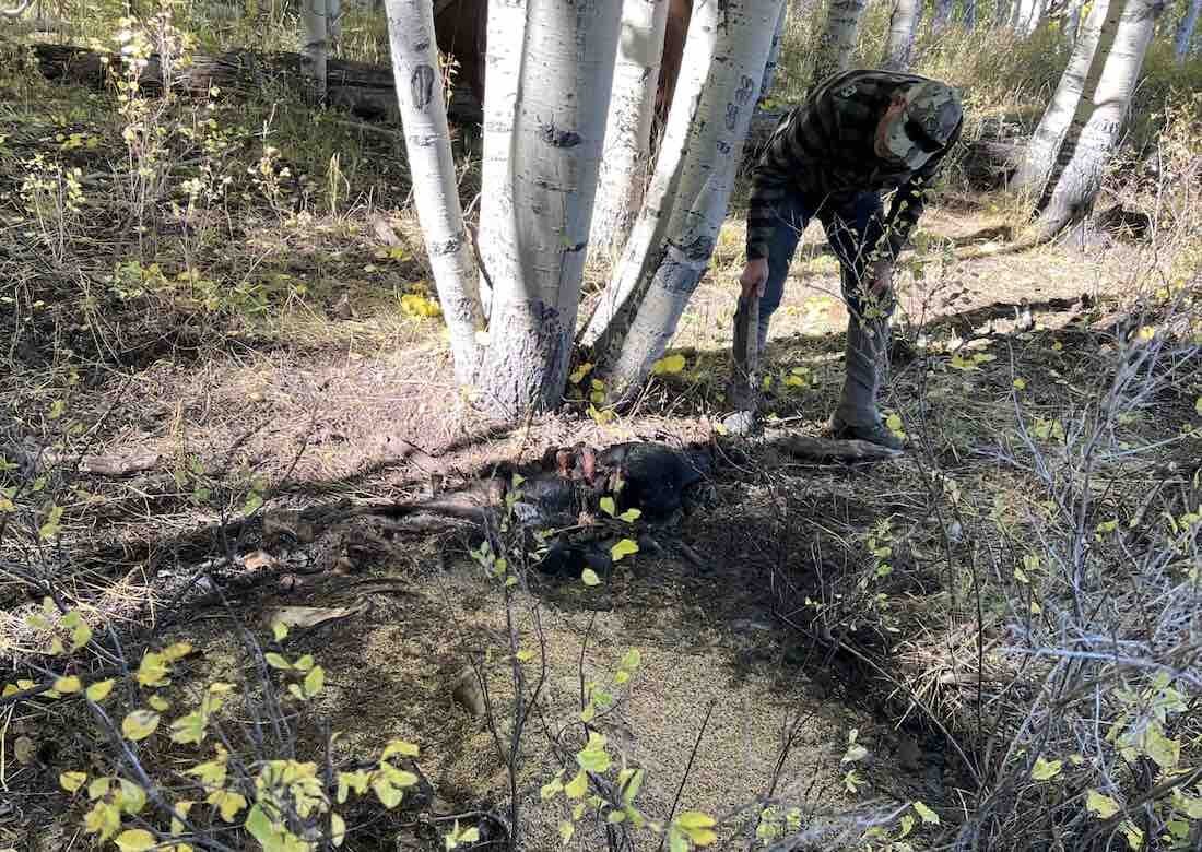 cattle deaths