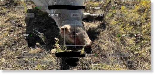 Click to enlarge cattle deaths