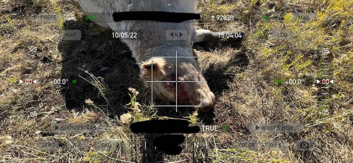 cattle deaths