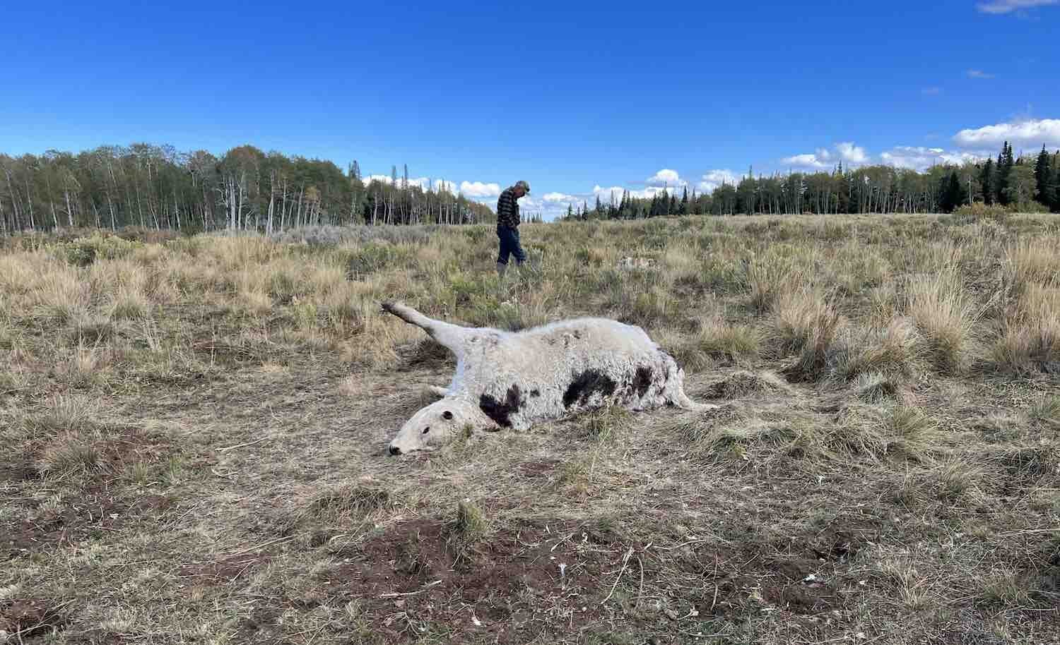 cattle death