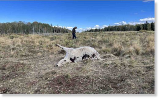 cattle death