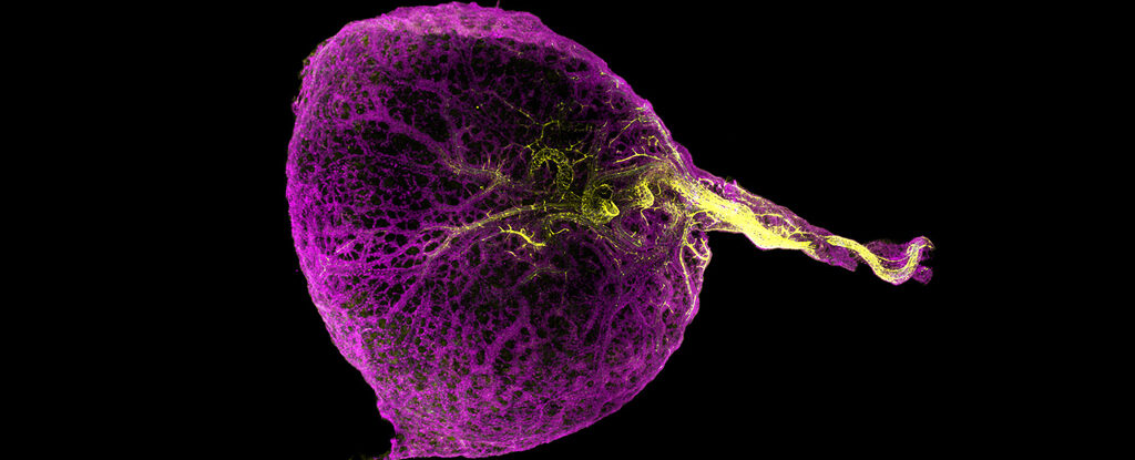 Human yolk sac