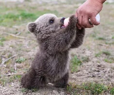 Click to enlarge Sam the Bear
