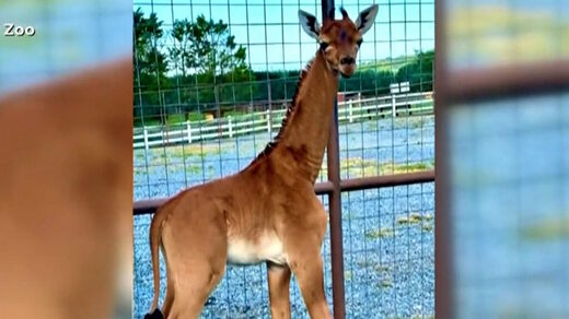baby diraffe no spots