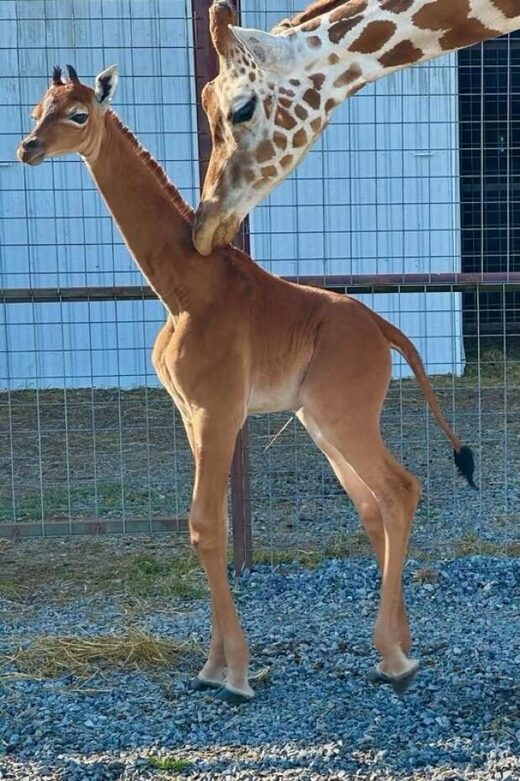 Click to enlarge spotless giraffe baby and mother