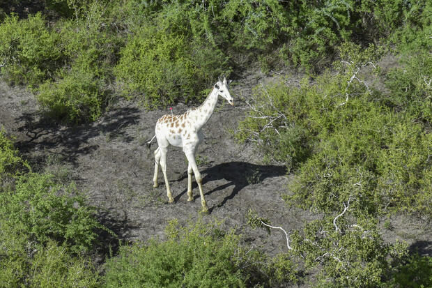 white giraffe kenya