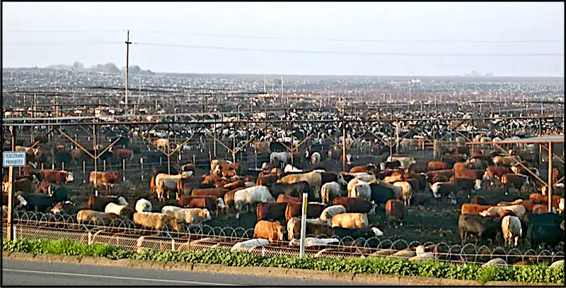 Click to enlarge cattle