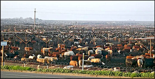 cattle