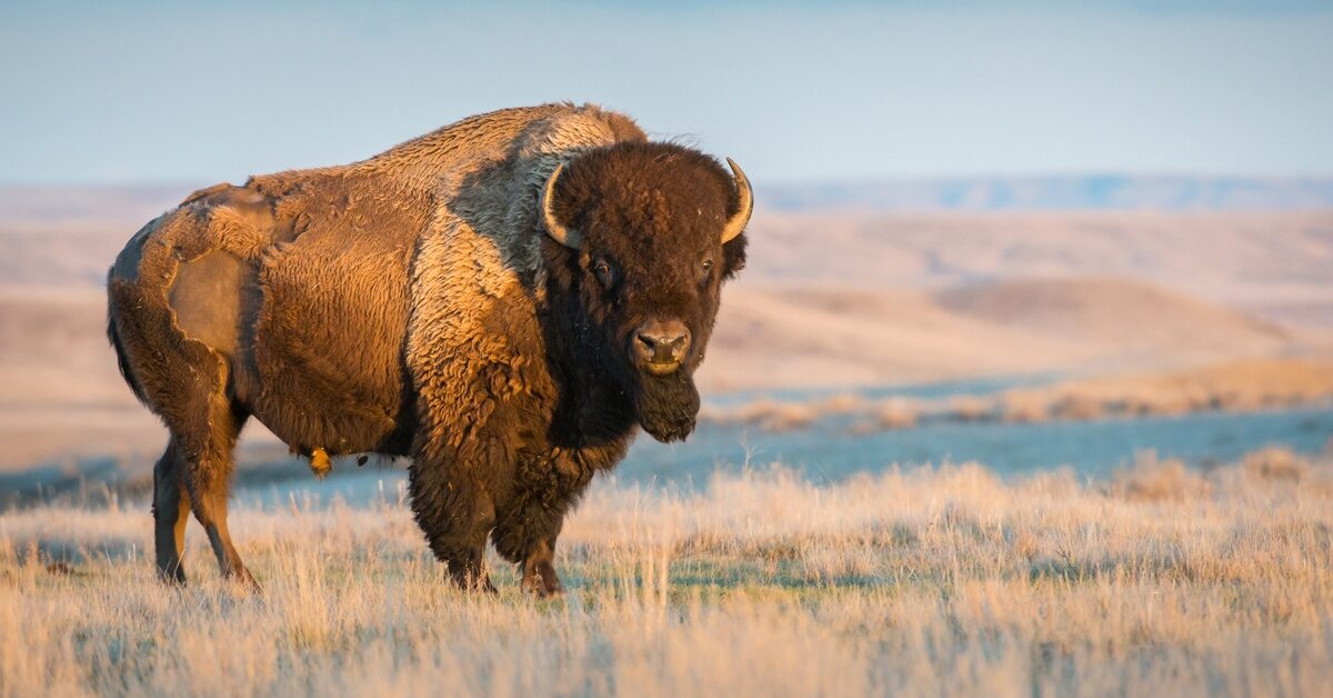 Click to enlarge American Bison