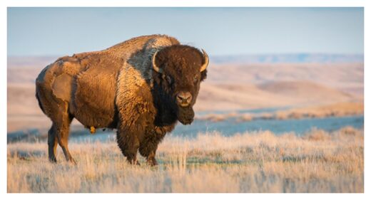 Click to enlarge American Bison