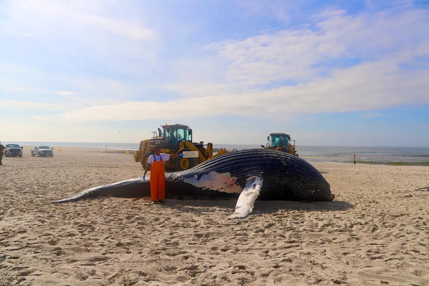 Click to enlarge beached whale new york