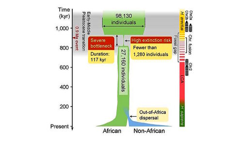 Click to enlarge human race bottle neck million years ago