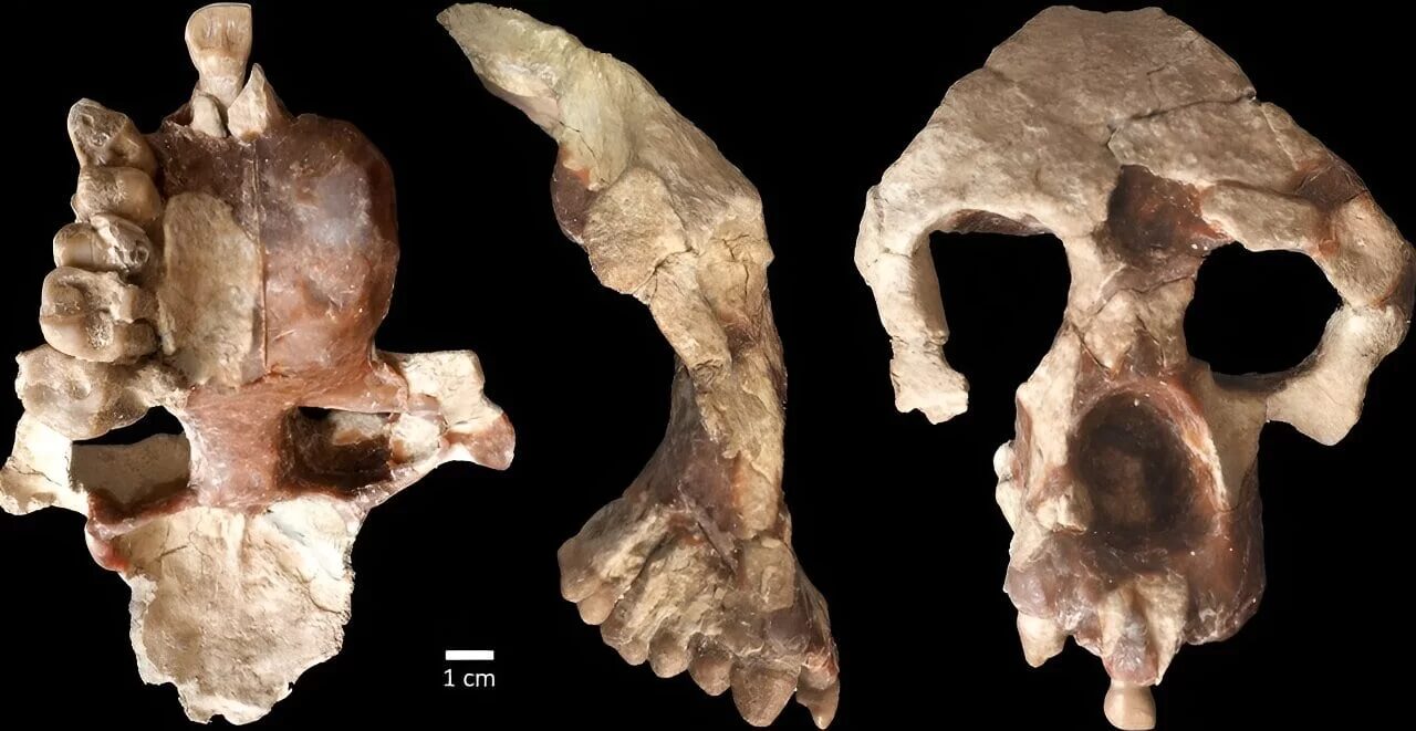 Hominine Fossil