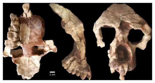 Click to enlarge Hominine Fossil